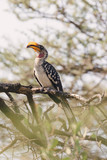 The northern red-billed hornbill (Tockus erythrorhynchus) in natural habitat, Awash national park, Ethiopia wildlife