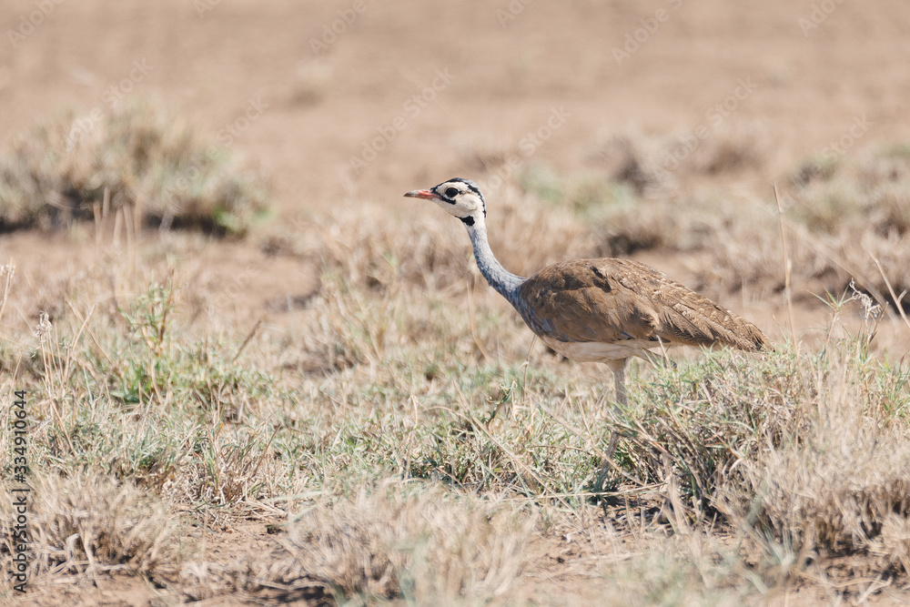 african bird white-bellied bustard or white-bellied korhaan - Eupodotis senegalensis, in Awash national park savanna. Ethiopia Africa wildlife african bird white-bellied bustard or white-bellied korhaan - Eupodotis senegalensis, in Awash national park savanna. Ethiopia Africa wildlife