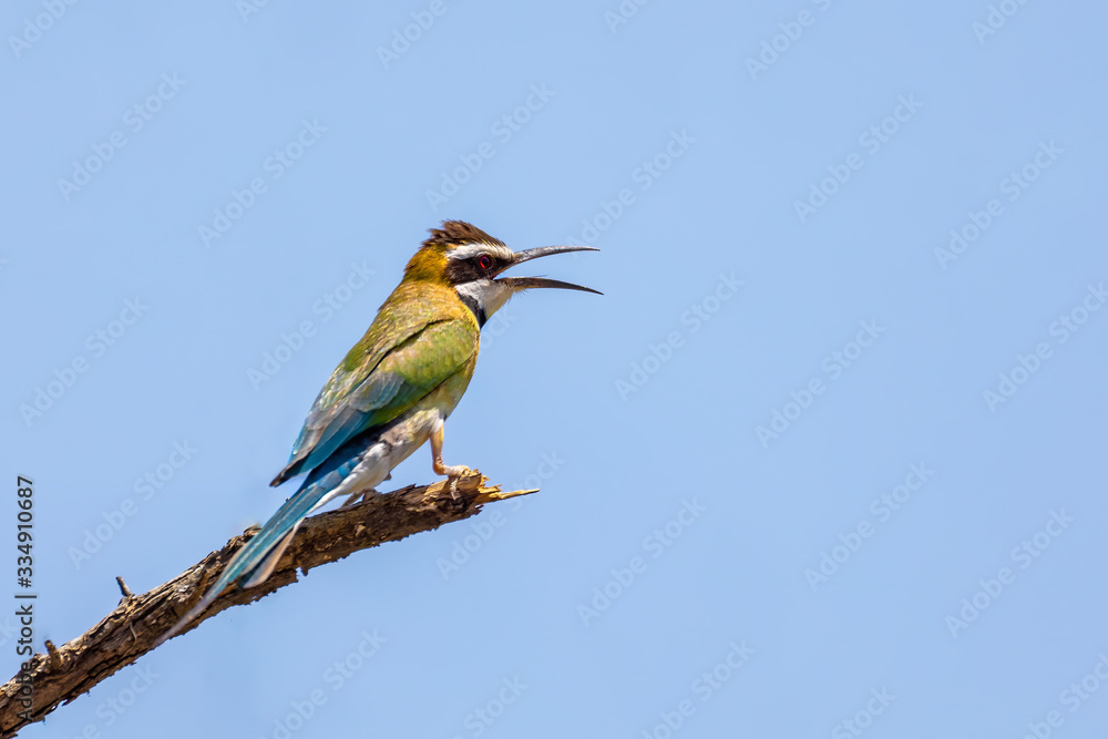Foto de bird whitethroated beeeater (Merops albicollis) is a near
