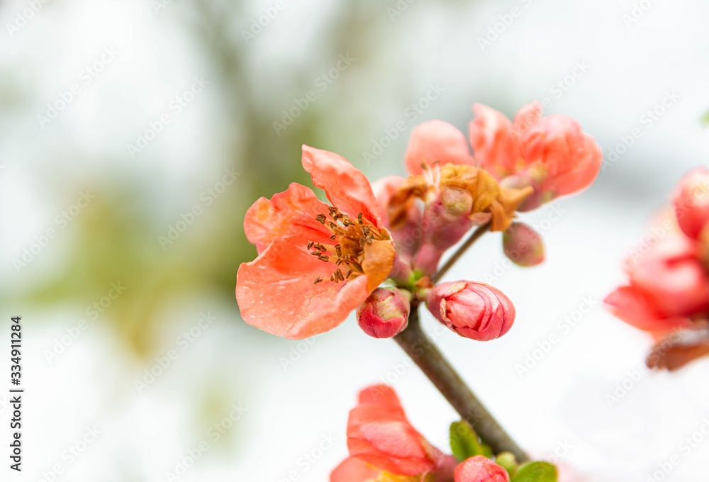 Obraz premium ボケの花