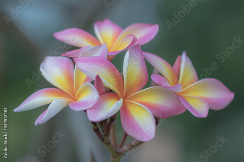 Close up pink ,white and yellow Plumeria flowers in a garden.Frangipani tropical flower, plumeria flower are bloom.