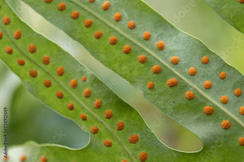 Close up of Monarch fern fern background.(Phymatosorus scolopendria) Commonly call musk fern,maile-scented fern,breadfruit fern.