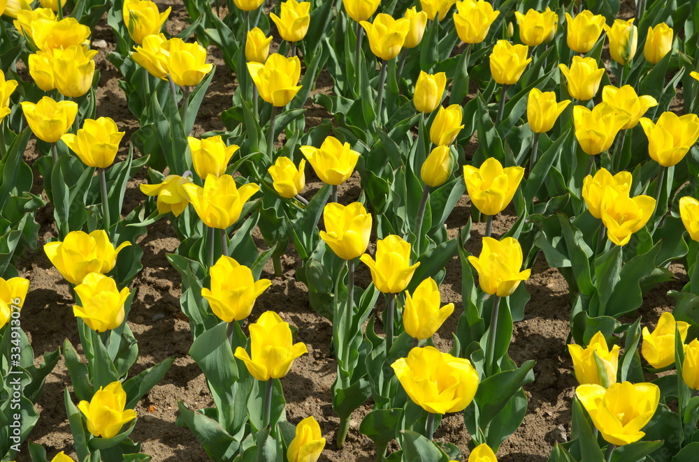 Yellow tulips bloom in spring