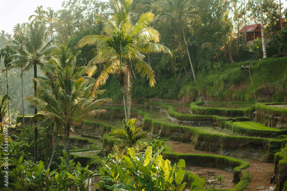 Tegallalang rice terraces. in Bali Indonesia Tegallalang rice terraces. in Bali Indonesia
