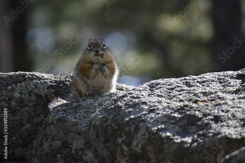 Wildlife in wyoming and montana