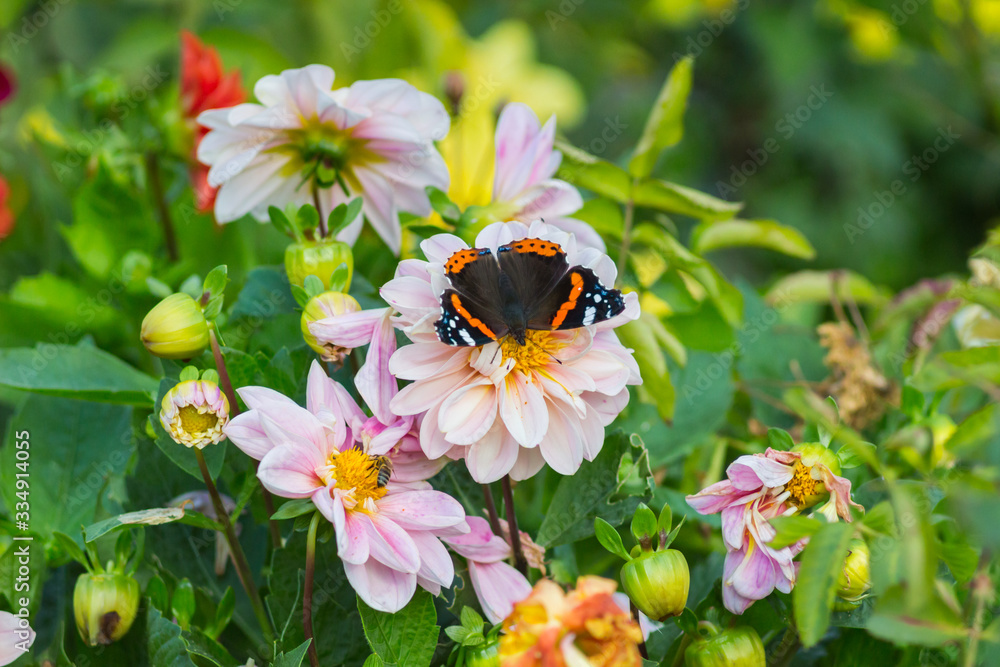 Butterfly on a flower in the park. Butterfly on a flower in the park.