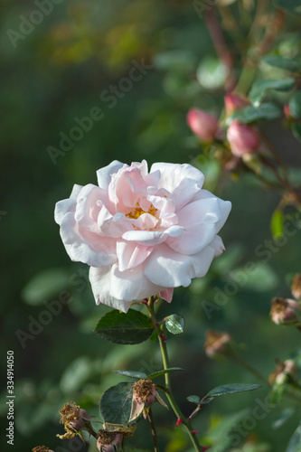 Light pink rose on a background of greenery.