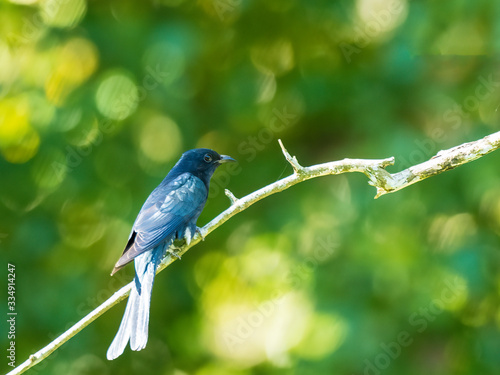 The Square-tailed Drongo-Cuckoo is distinguished from other drongos by white bars on its vent and outer undertail feathers. Scientific name Surniculus lugubris.