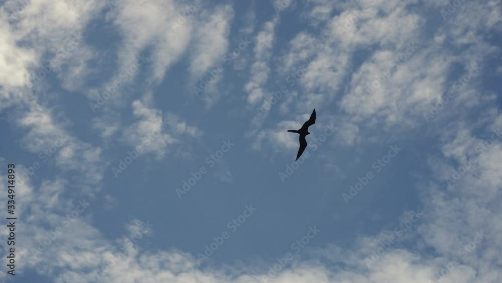 Frigatebird sailing in the clouds, blue sky Frigatebird sailing in the clouds, blue sky