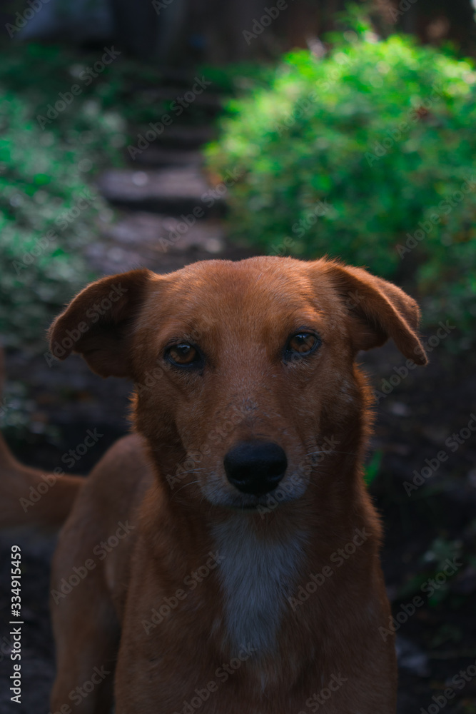 Retrato de perro en la naturaleza Retrato de perro en la naturaleza