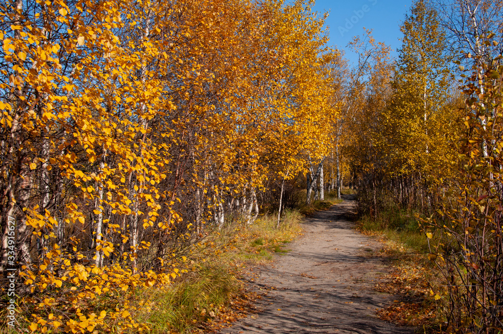 Fototapeta premium Autumn soft landsсape with forest in green, yellow and brown colors. Trees of birch, larch, spruce, fir, pine and cedar. Gold autumn wood