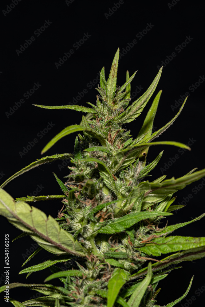 Marijuana plant, buds, close up of cannabis Marijuana plant, buds, close up of cannabis