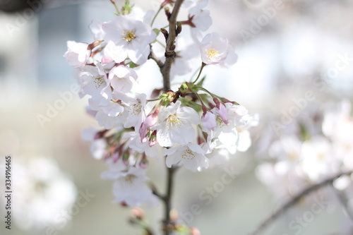 桜 © Shuu