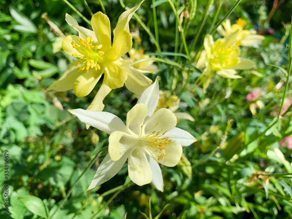 Obraz premium Yellow Aquilegia in summer sunny day