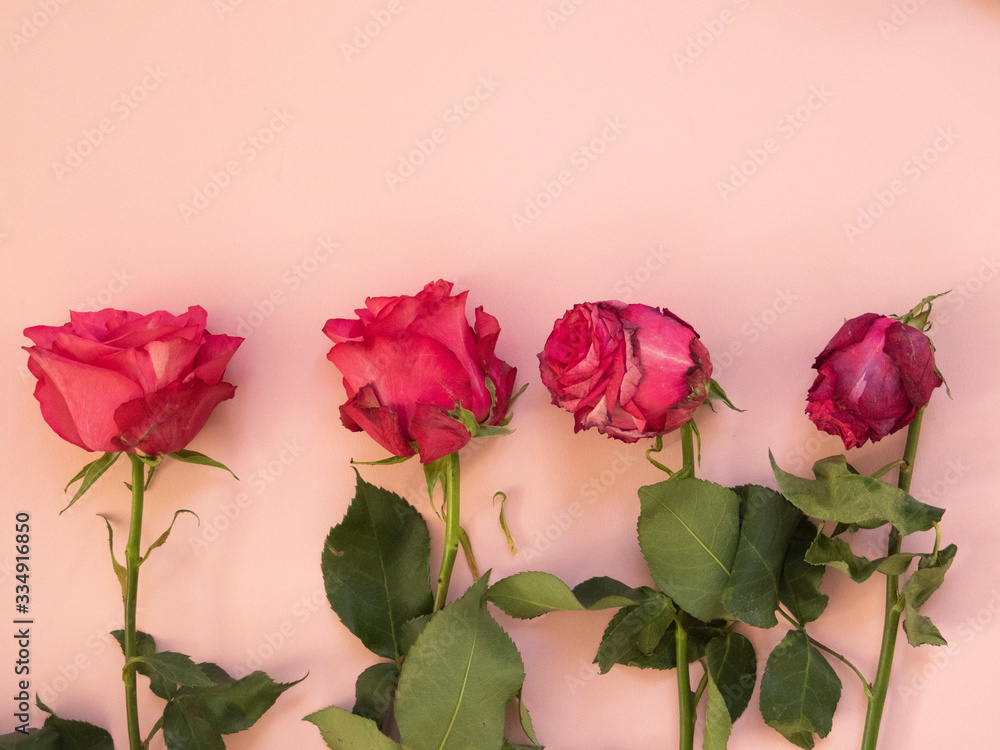 custom made wallpaper toronto digitalFour roses from fresh to dry stage. Roses on the pink background, copuspace.