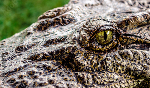 Asia-Vietnam-crocodile's eye