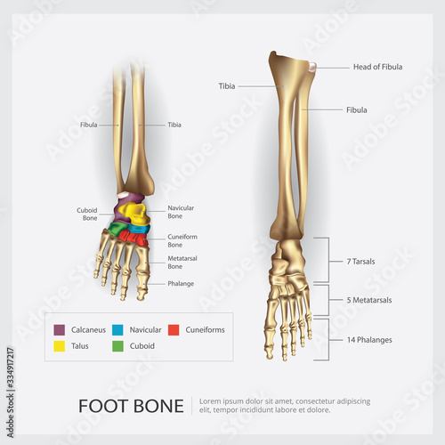 Foot Bone Anatomy Vector Illustration