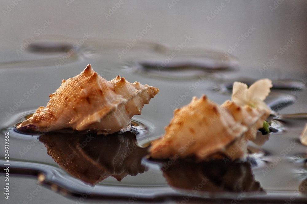 Sea shell Sea shell
