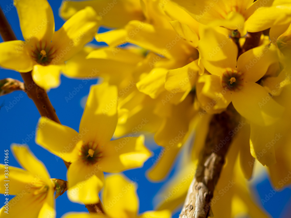 Yellow flower on a background of blue sky in spring Yellow flower on a background of blue sky in spring