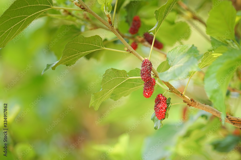 young Mulberry fruit growing on the tree.