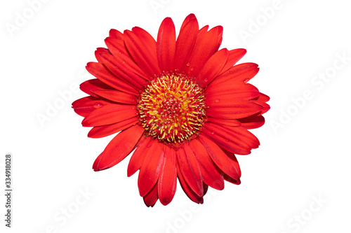 red gerbera daisy flowers blooming isolated on white background with clipping path