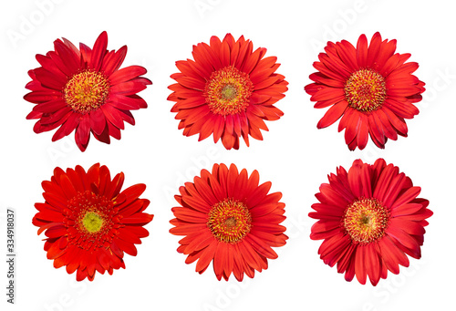 Collection of Red daisy gerbera flowers blooming isolated on white background with clipping path © phongphun