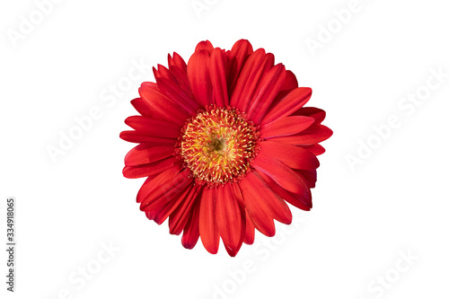 red gerbera daisy flowers blooming isolated on white background with clipping path