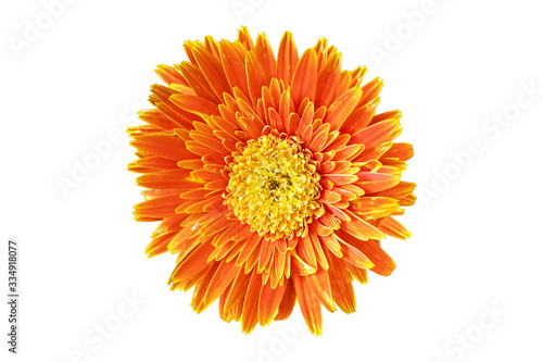 Orange daisy gerbera flowers blooming isolated on white background with clipping path