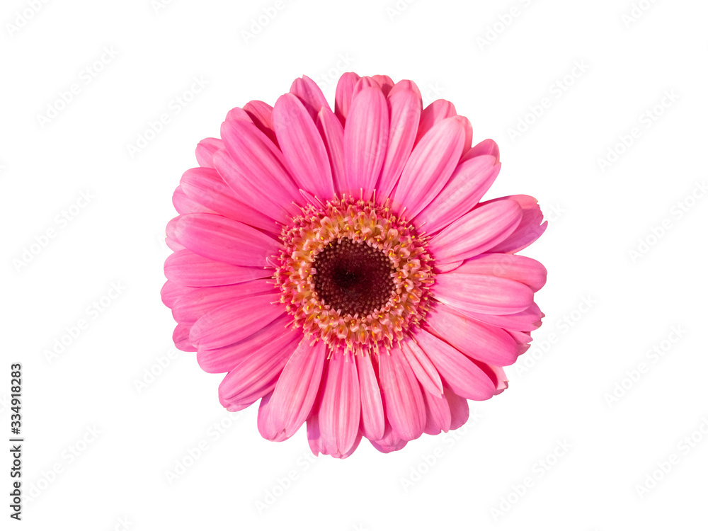 pink gerbera daisy flowers blooming isolated on white background with clipping path