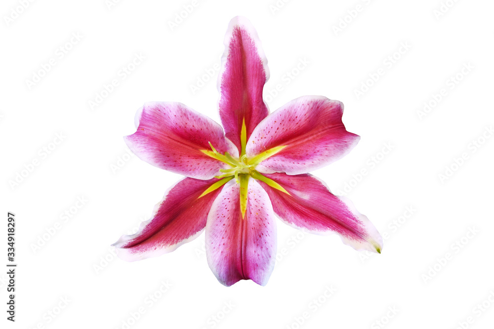 Pink Lilly flower is blooming isolated on white background with clipping path        