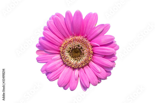 pink gerbera daisy flowers blooming isolated on white background with clipping path