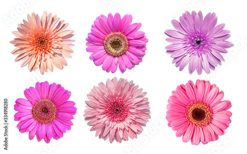 Collection of Pink daisy gerbera flowers blooming isolated on white background with clipping path