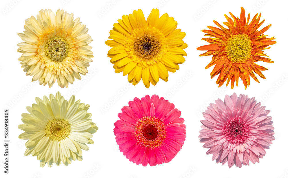 Collection of daisy gerbera flowers blooming isolated on white background with clipping path Collection of daisy gerbera flowers blooming isolated on white background with clipping path