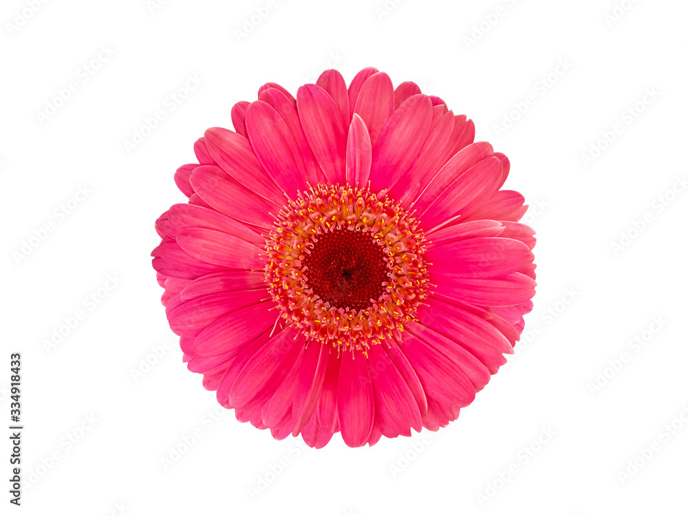 Daisy gerbera flowers are  blooming isolated on white background with clipping path