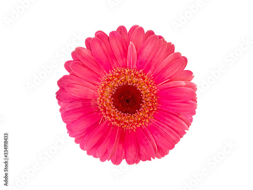 Daisy gerbera flowers are  blooming isolated on white background with clipping path