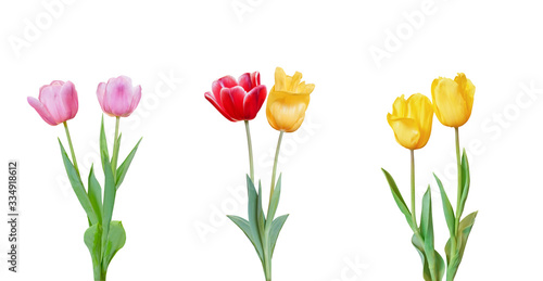 Collection of Tulips flowers are blooming isolated on white background with clipping path
