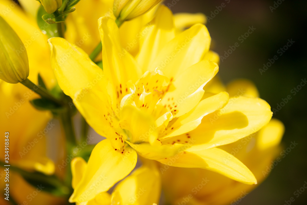 Yellow flower in the park. Yellow flower in the park.