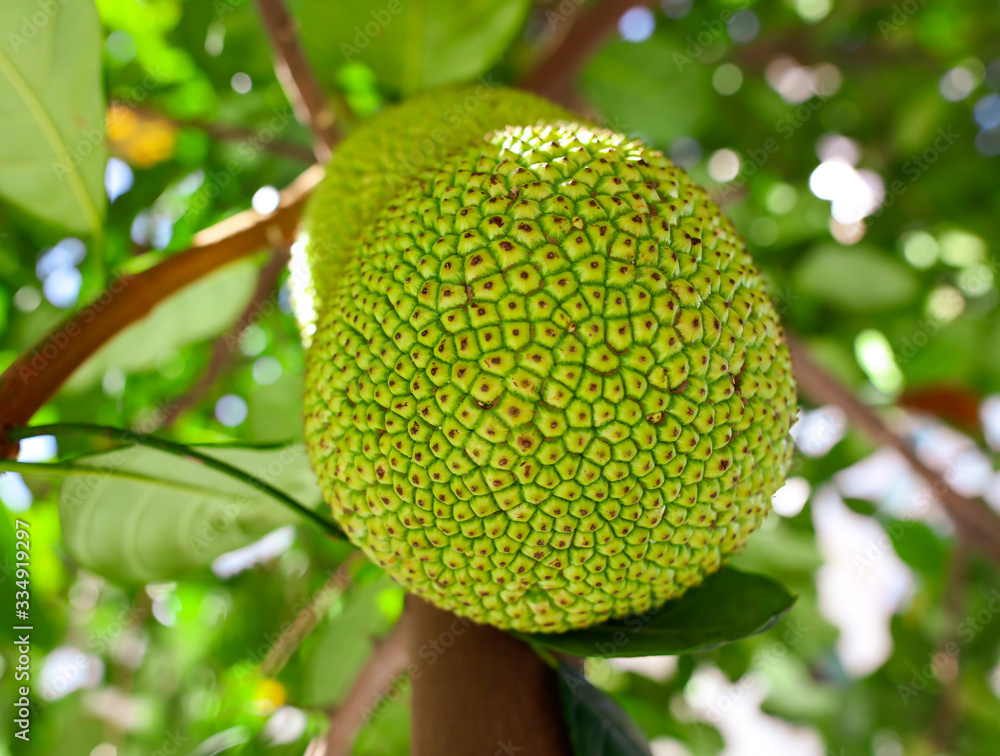 Jack fruit grows on a tree Jack fruit grows on a tree