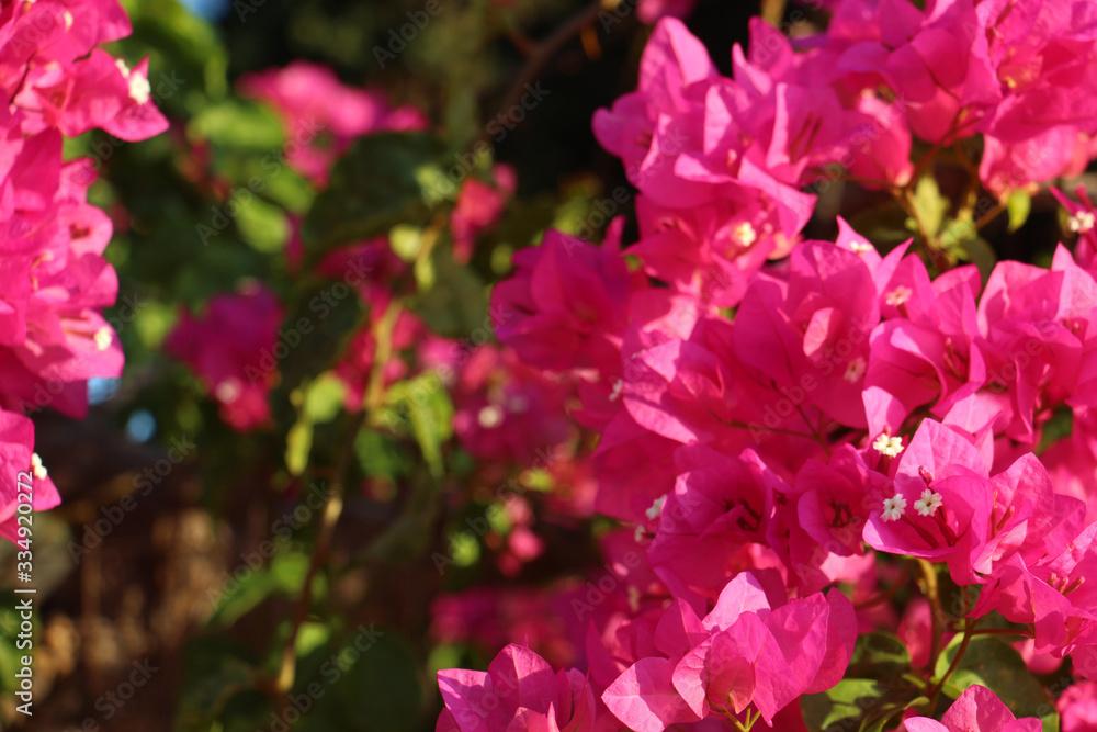 beautiful background of a lush bush of bright pink flowering plants close-up of bougainvillea with a blurred background, great for cards for birthday, women's day, Valentine's day or as a banner beautiful background of a lush bush of bright pink flowering plants close-up of bougainvillea with a blurred background, great for cards for birthday, women's day, Valentine's day or as a banner