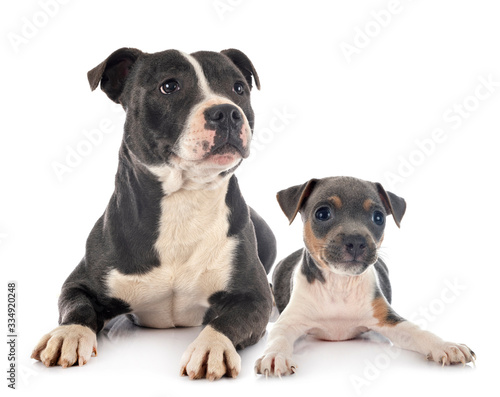 staffordshire bull terrier and brazilian terrier