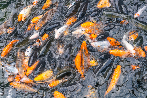 Crowded group of fancy carp koi fish in the pond