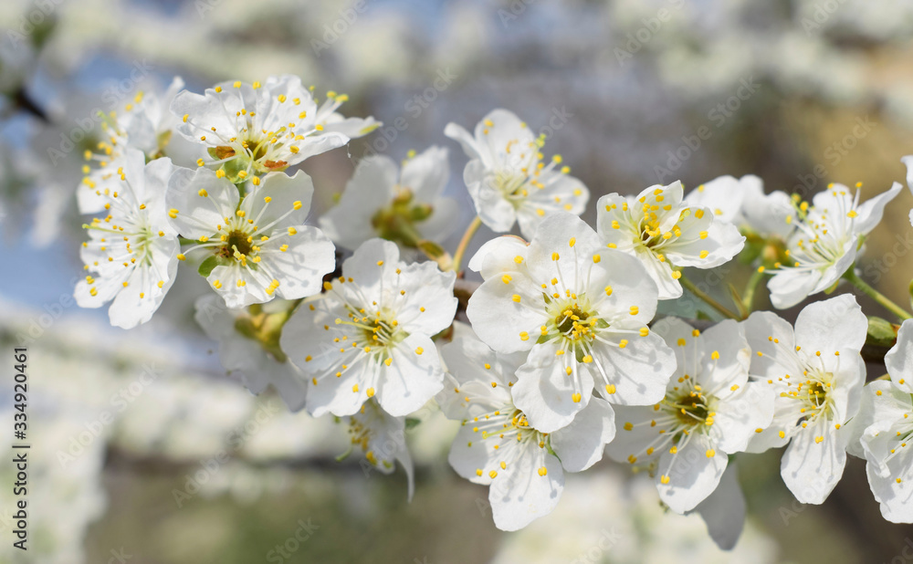 Flowering branch of cherry plum on a blurry background of the orchard.