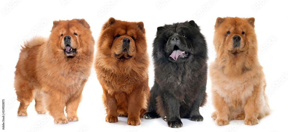 Different types of chow chow best sale