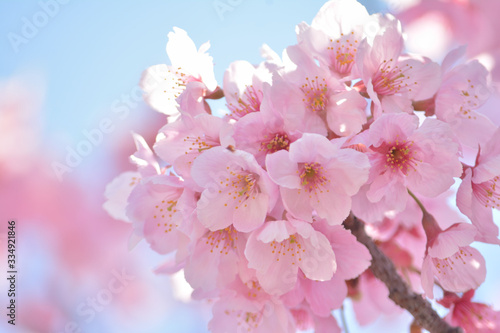 桜の花 青空