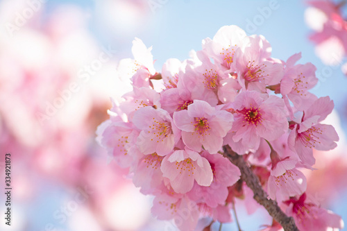 桜の花　青空 © tamayura39
