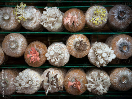 Mushrooms are blooming in planting bags
