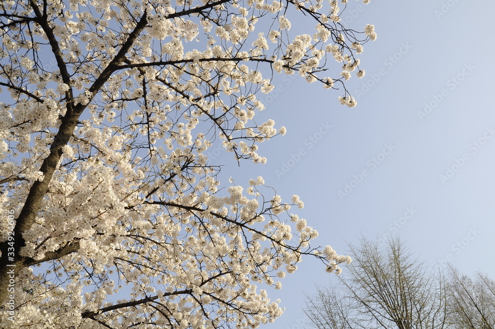 cherry blossom, blooming, cherry blossom tree, flower, 벚꽃 cherry blossom, blooming, cherry blossom tree, flower, 벚꽃