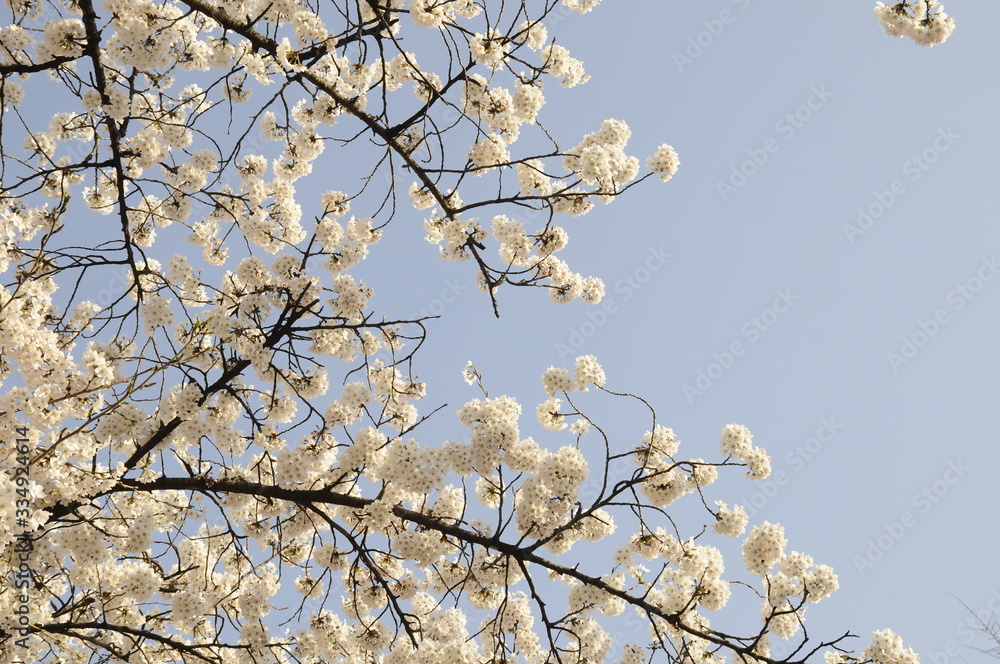 cherry blossom, blooming, cherry blossom tree, flower, 벚꽃 cherry blossom, blooming, cherry blossom tree, flower, 벚꽃