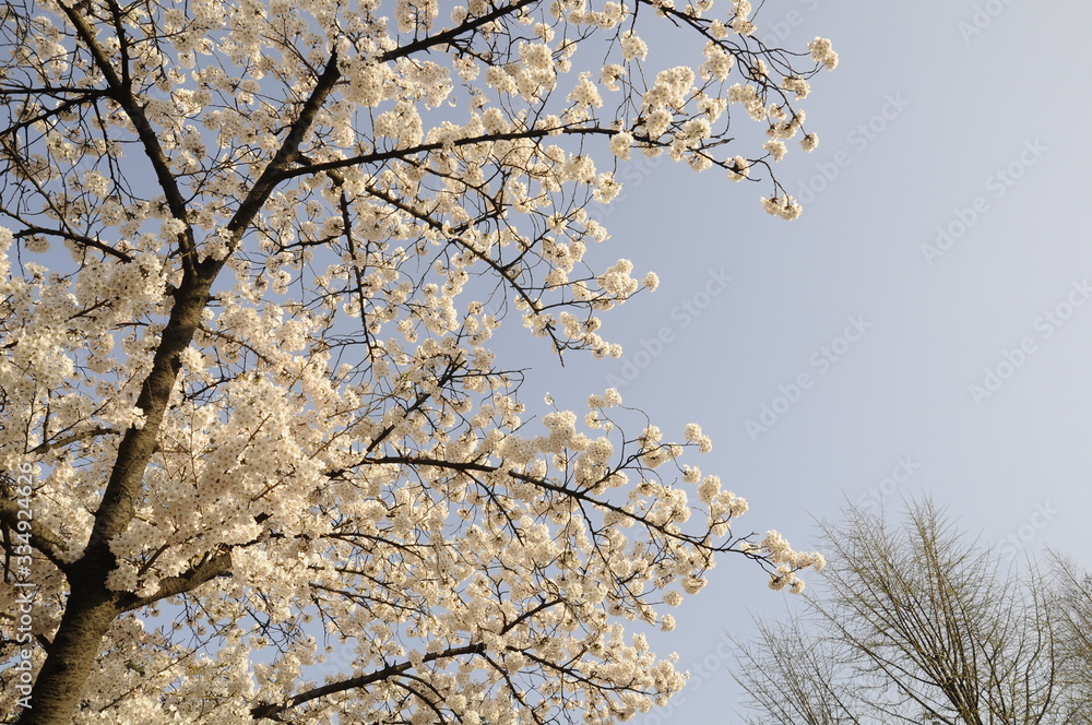 cherry blossom, blooming, cherry blossom tree, flower, 벚꽃 cherry blossom, blooming, cherry blossom tree, flower, 벚꽃