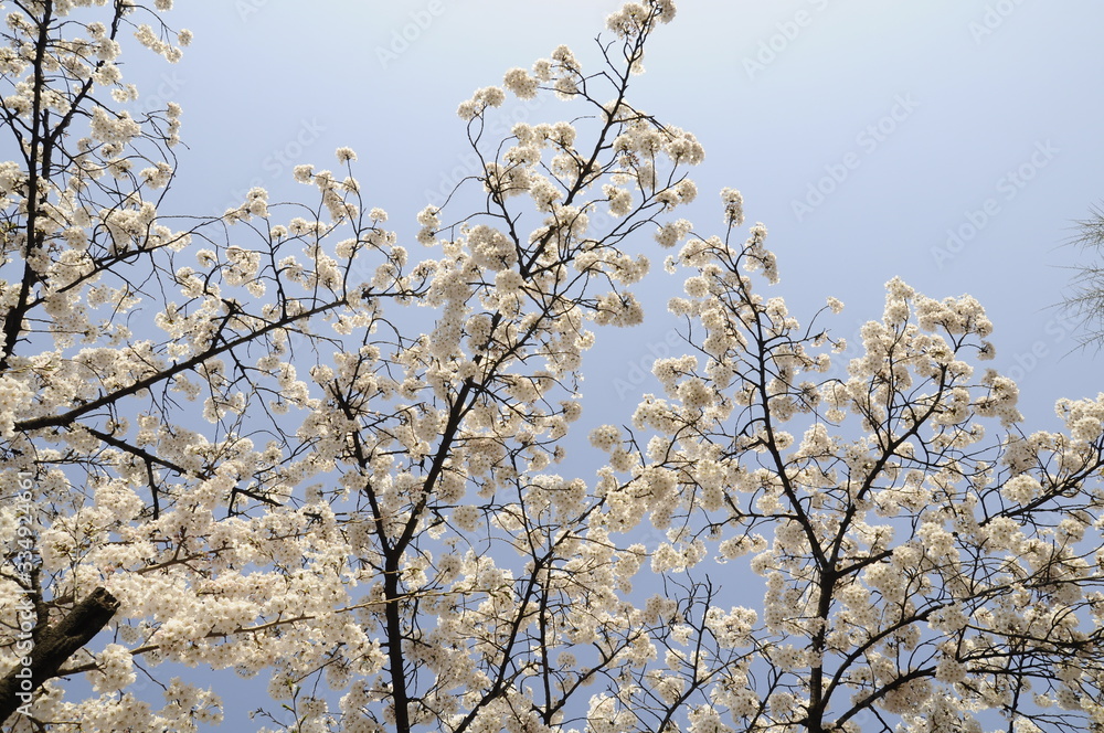 cherry blossom, blooming, cherry blossom tree, flower, 벚꽃 cherry blossom, blooming, cherry blossom tree, flower, 벚꽃